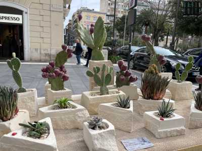 ...al cui interno �abitano� piante grasse come il cactus, il fico d�india, l�aloe, l�opuntia e la crassula